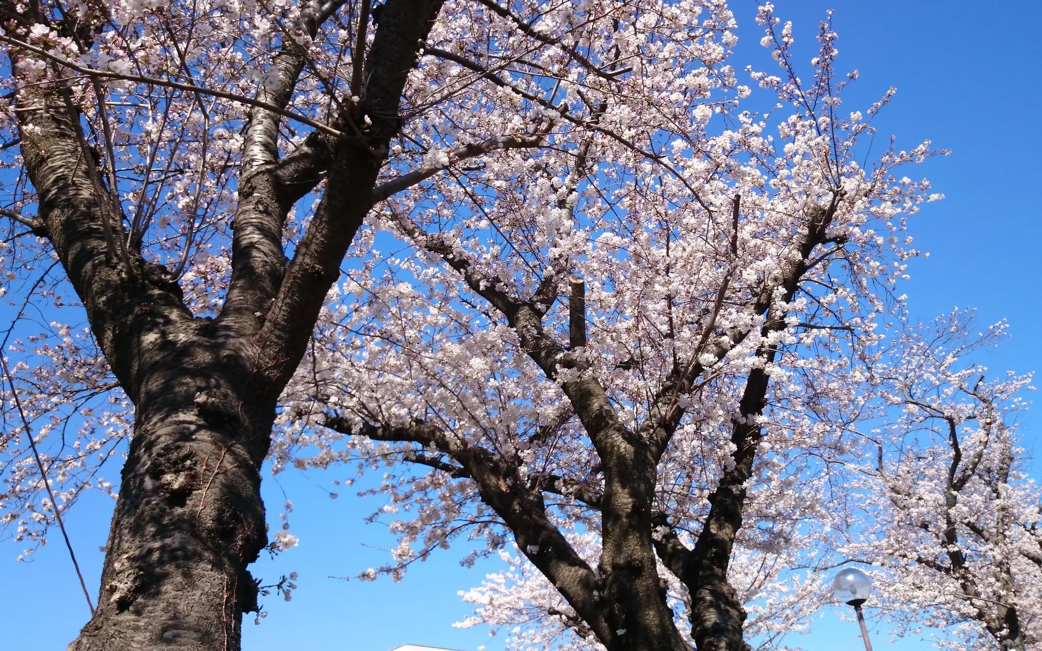 武陵郡关于所谓"世外桃源"事件的特别调查报告